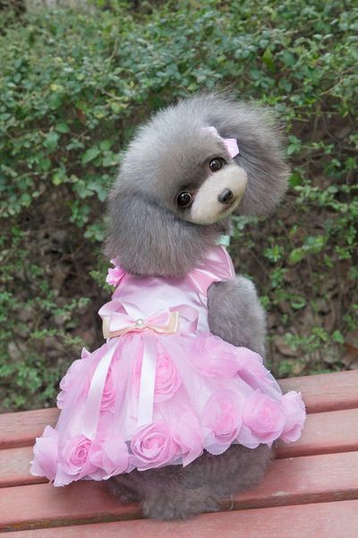 dog apparel coming rose party design princess pet dogs dress ng by cpam small puppy spring summer clothing
dog apparel coming rose party design princess pet dogs dress ng by cpam small puppy spring summer clothing