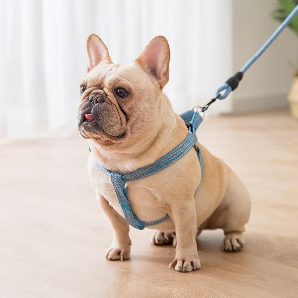 dog leash dog chain leash chest harness round rope chest back traction rope foam handle anti-stroke chest-back pet supplies
dog leash dog chain leash chest harness round rope chest back traction rope foam handle anti-stroke chest-back pet supplies