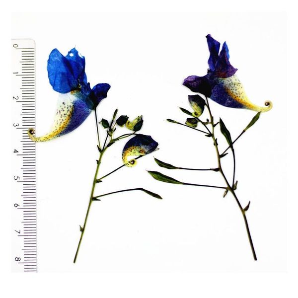 16pcs,new natural pressed real touch dried flower impatiens balsamina,diy wedding invitation gift card scented candle de qylthf
16pcs,new natural pressed real touch dried flower impatiens balsamina,diy wedding invitation gift card scented candle de qylthf