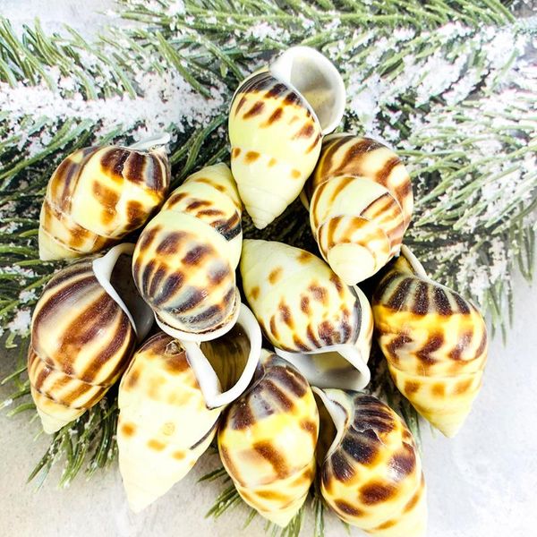 novelty items 2pc natural dongfeng snail flower edge aquarium fish tank landscaping decor diy mediterranean style po prop home
novelty items 2pc natural dongfeng snail flower edge aquarium fish tank landscaping decor diy mediterranean style po prop home