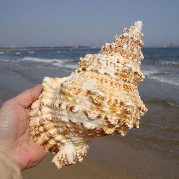 natural sea snail plus intact artware diy decoration storage conch shells delicate container for potting plants candle holder
natural sea snail plus intact artware diy decoration storage conch shells delicate container for potting plants candle holder