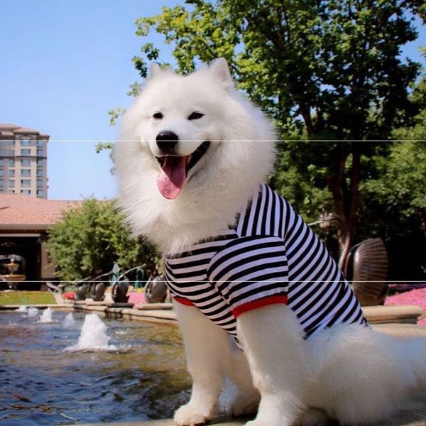 clothing wear thin puppy large big samoye golden summer vt medium dog 
clothing wear thin puppy large big samoye golden summer vt medium dog