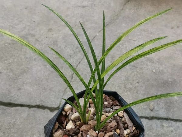 chinese wild orchid rare greenery plant,potted orchids ground-grown whelan mutant orchid
chinese wild orchid rare greenery plant,potted orchids ground-grown whelan mutant orchid