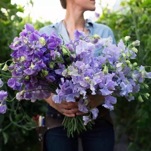 decorative flowers & wreaths artificial wisteria violet flower pea blossom home diy wedding decoration fake wreath plants
decorative flowers & wreaths artificial wisteria violet flower pea blossom home diy wedding decoration fake wreath plants