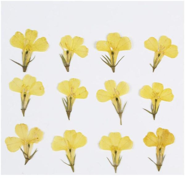 24pcs,nature pressed lobelia flowers,real touch flower petals for diy candles craft bookmark gift card,flores facial de qylxjp
24pcs,nature pressed lobelia flowers,real touch flower petals for diy candles craft bookmark gift card,flores facial de qylxjp