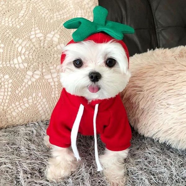 dog apparel spring summer hoodies autumn pet clothes yorkie poodle bichon pomeranian schnauzer clothing sweatshirt coat outfit
dog apparel spring summer hoodies autumn pet clothes yorkie poodle bichon pomeranian schnauzer clothing sweatshirt coat outfit