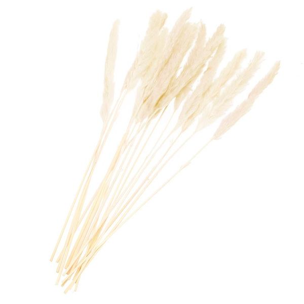 decorative flowers & wreaths 15pcs/bunch natural dried small pampas grass bulrush phragmites artificial plants wedding flower bunch for home
decorative flowers & wreaths 15pcs/bunch natural dried small pampas grass bulrush phragmites artificial plants wedding flower bunch for home