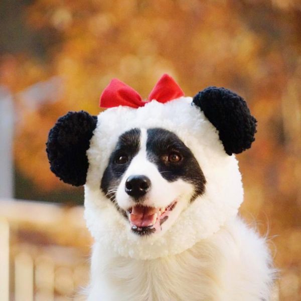 cat costumes cute panda pet hat dog lamb wool material soft and comfortable great elasticity headgear accessories
cat costumes cute panda pet hat dog lamb wool material soft and comfortable great elasticity headgear accessories