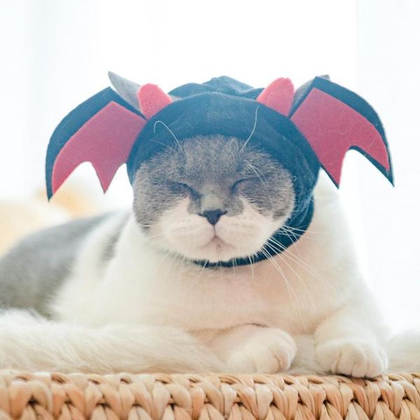 cat costumes pet headwear winter cap headgear cute design dress up cartoon dog for christmas
cat costumes pet headwear winter cap headgear cute design dress up cartoon dog for christmas