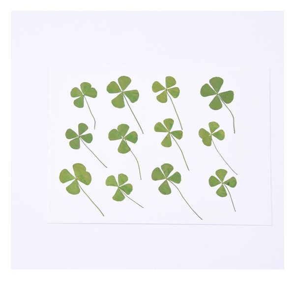 12pcs,nature real touch flower petals,pressed four leaf clover for diy candle craft bookmark gift card,flores secas faci qyldwt
12pcs,nature real touch flower petals,pressed four leaf clover for diy candle craft bookmark gift card,flores secas faci qyldwt