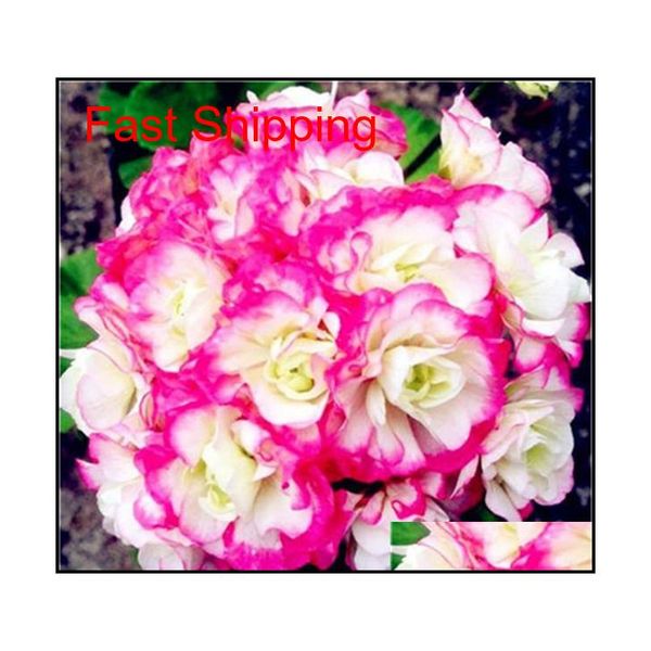 100 pcs/bag multiple colour geranium seeds perennial climbing flower pelargonium indoor beauty flower qyleqh toys2010
100 pcs/bag multiple colour geranium seeds perennial climbing flower pelargonium indoor beauty flower qyleqh toys2010