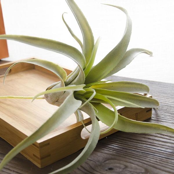 decorative flowers & wreaths realistic artificial succulent air plants simulation bouquet wall ornament decor
decorative flowers & wreaths realistic artificial succulent air plants simulation bouquet wall ornament decor