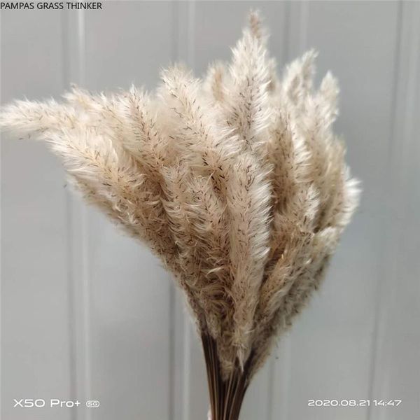 30 stems chinese pampas grass wedding flower bunch foxtail dog tail natural plants home decoration flower
30 stems chinese pampas grass wedding flower bunch foxtail dog tail natural plants home decoration flower