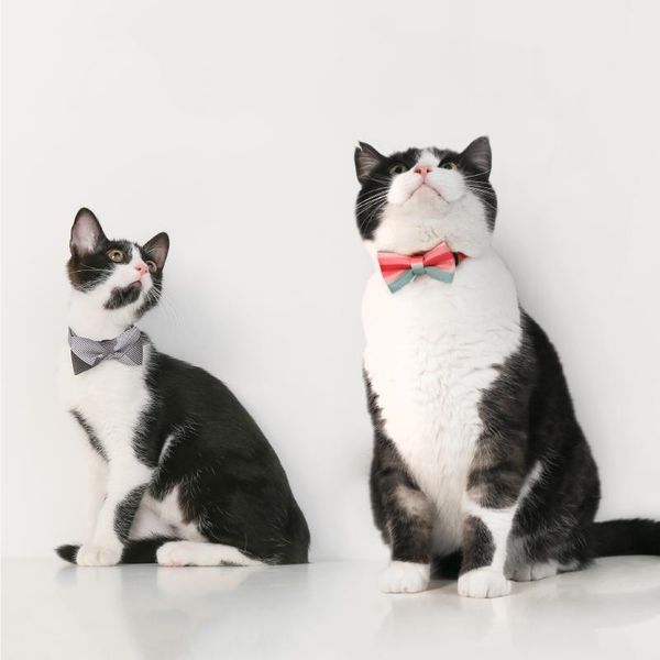 cat costumes collar anti-lock safety buckle bow tie accessories small dog pet supplies
cat costumes collar anti-lock safety buckle bow tie accessories small dog pet supplies