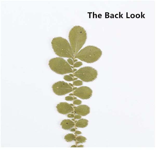 60pcs/8-12cm,natural pressed real flower,eternal leaves diy wedding invitations craft gift bookmark scented candles decoration pre qyluzk
60pcs/8-12cm,natural pressed real flower,eternal leaves diy wedding invitations craft gift bookmark scented candles decoration pre qyluzk
