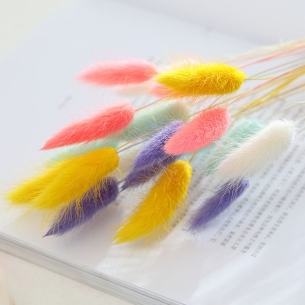 50pcs dekoration natural dried pampas grass flower phragmites white black bunny rabbit tail grass fleurs sechees home decoracion
50pcs dekoration natural dried pampas grass flower phragmites white black bunny rabbit tail grass fleurs sechees home decoracion