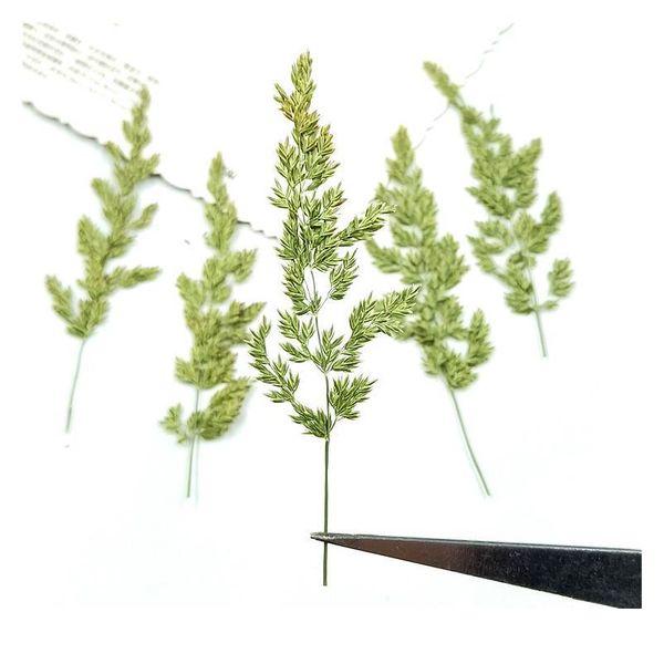 12pcs,natural pressed eternal flowers poa annua,diy wedding invitation craft gift bookmark decoration,scented candle decor pre jllhpr
12pcs,natural pressed eternal flowers poa annua,diy wedding invitation craft gift bookmark decoration,scented candle decor pre jllhpr