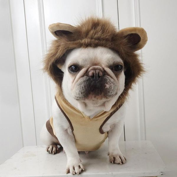 cat costumes halloween pet dog clothes funny lion costume for dogs cosplay outfits with mane winter warm apparel cartoon hood coat
cat costumes halloween pet dog clothes funny lion costume for dogs cosplay outfits with mane winter warm apparel cartoon hood coat