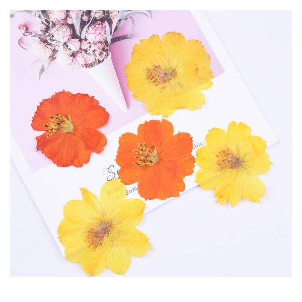 4-6cm/12pcs,natural preserved real flower,cosmos sulphureus for diy wedding invitation bookmark gift card,scented candle de qyloat
4-6cm/12pcs,natural preserved real flower,cosmos sulphureus for diy wedding invitation bookmark gift card,scented candle de qyloat