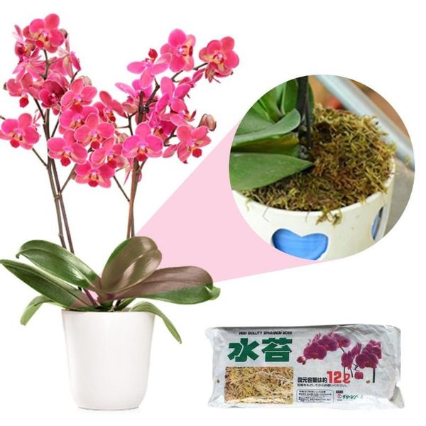 planters & pots moss dry water grass phalaenopsis potted special care home bonsai flower soilless cultivation substrate
planters & pots moss dry water grass phalaenopsis potted special care home bonsai flower soilless cultivation substrate