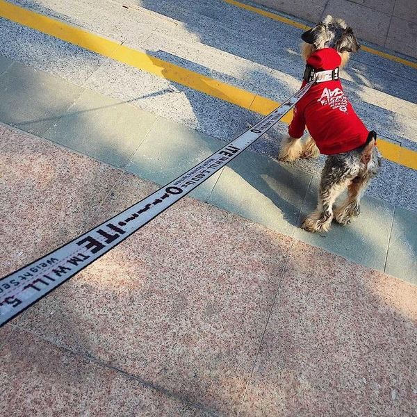 dog collars & leashes 160cm strong nylon pet lead leash training leads rope with various color for small medium large dogs
dog collars & leashes 160cm strong nylon pet lead leash training leads rope with various color for small medium large dogs