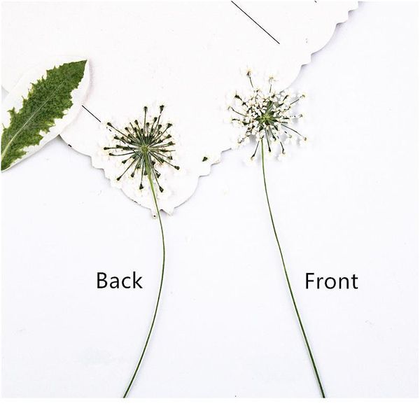 100pcs,pressed white lace flowers with stem,nature real flower for diy wedding invitation art bookmark gift card,scented qylsge
100pcs,pressed white lace flowers with stem,nature real flower for diy wedding invitation art bookmark gift card,scented qylsge