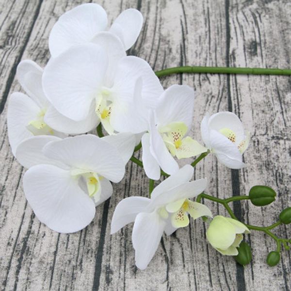 decorative flowers & wreaths artificial flower velvet large phalaenopsis 10pcs wedding el home party decoration orchid fake
decorative flowers & wreaths artificial flower velvet large phalaenopsis 10pcs wedding el home party decoration orchid fake