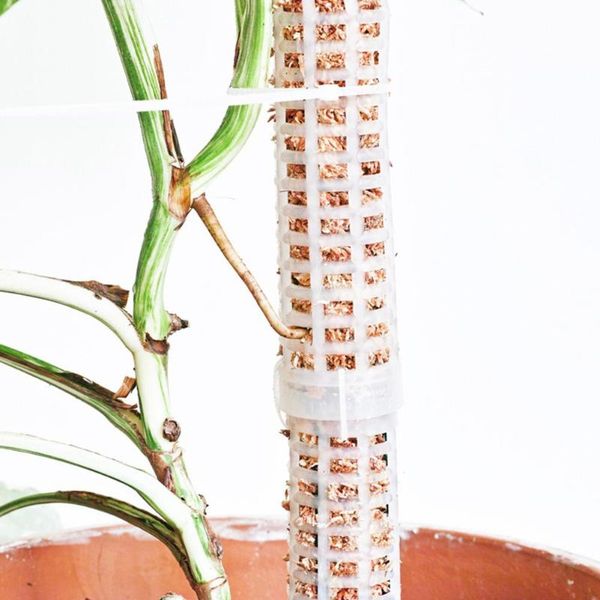 other garden supplies 2021 climbing plant pole sphagnum moss sticks growing support water-retaining fertilizer-rich coconut palm stick
other garden supplies 2021 climbing plant pole sphagnum moss sticks growing support water-retaining fertilizer-rich coconut palm stick