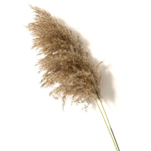 plume 30-40cm wedding pampas grass bouquet dried flowers home decoration christmas decoration flower bunch natural dried plants
plume 30-40cm wedding pampas grass bouquet dried flowers home decoration christmas decoration flower bunch natural dried plants