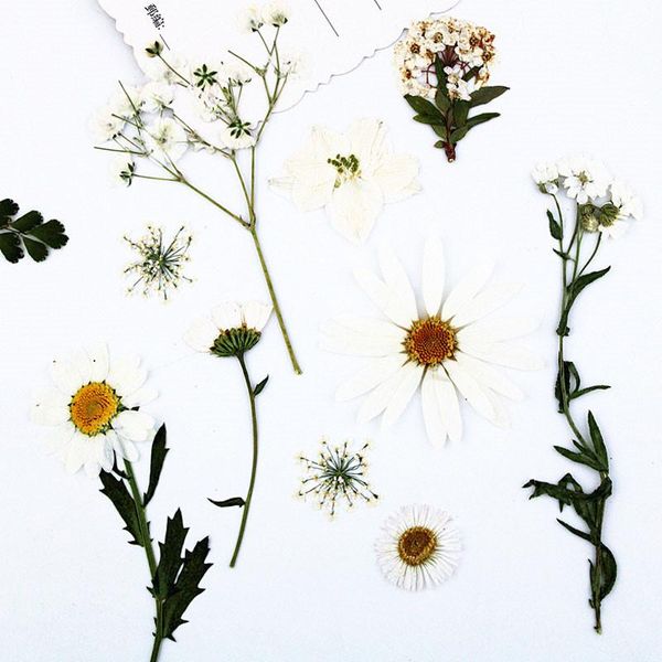 decorative flowers & wreaths 2021 white color combination dried press flower wholesale ent 10bags
decorative flowers & wreaths 2021 white color combination dried press flower wholesale ent 10bags