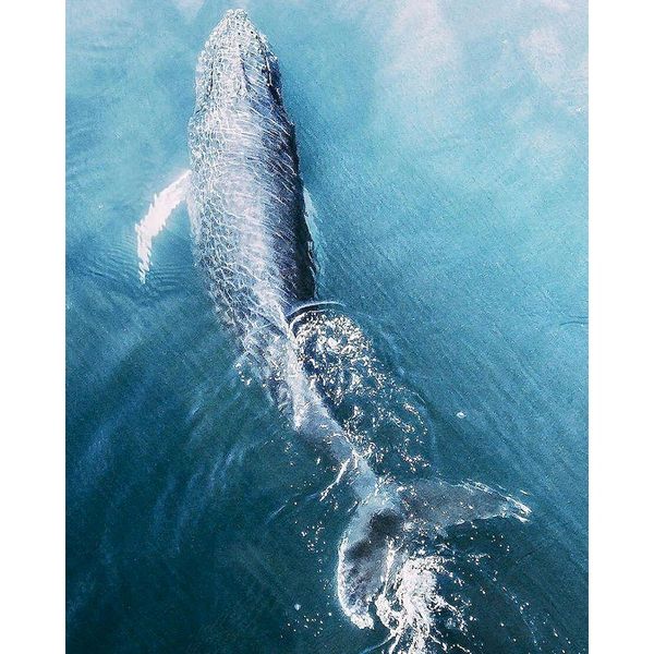gatyztory frame whale diy painting by numbers animal canvas drawing handpainted artwork for adults kids wall decor unique gift
gatyztory frame whale diy painting by numbers animal canvas drawing handpainted artwork for adults kids wall decor unique gift