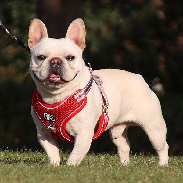 dog collars & leashes pet leash style big fight chest harness reflective and breathable rope supplies
dog collars & leashes pet leash style big fight chest harness reflective and breathable rope supplies