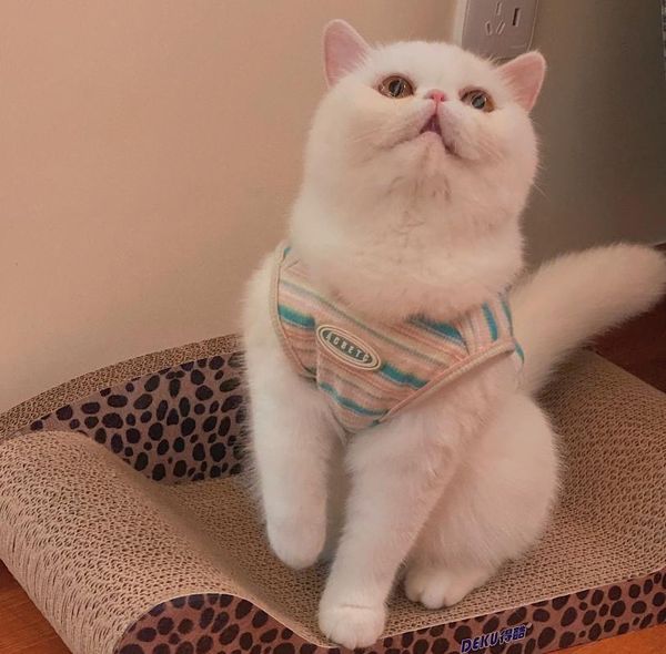 cat costumes spring summer autumn thin sweater dog clothes pet for kitten clothing lovely vest cute teddy costume n162
cat costumes spring summer autumn thin sweater dog clothes pet for kitten clothing lovely vest cute teddy costume n162