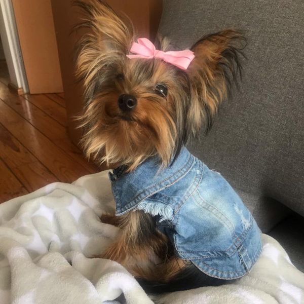 flower embroidery denim dog clothes xs-2xl pet dog jeans jacket cowboy puppy clothing for small dogs yorks outfits cat apparel
flower embroidery denim dog clothes xs-2xl pet dog jeans jacket cowboy puppy clothing for small dogs yorks outfits cat apparel