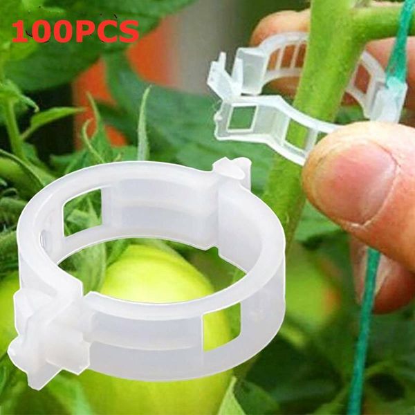 other garden supplies 100pcs reusable plant support clips for tomato vegetable hanging vine grenhouse tomatoes lashing hook fixed clip
other garden supplies 100pcs reusable plant support clips for tomato vegetable hanging vine grenhouse tomatoes lashing hook fixed clip