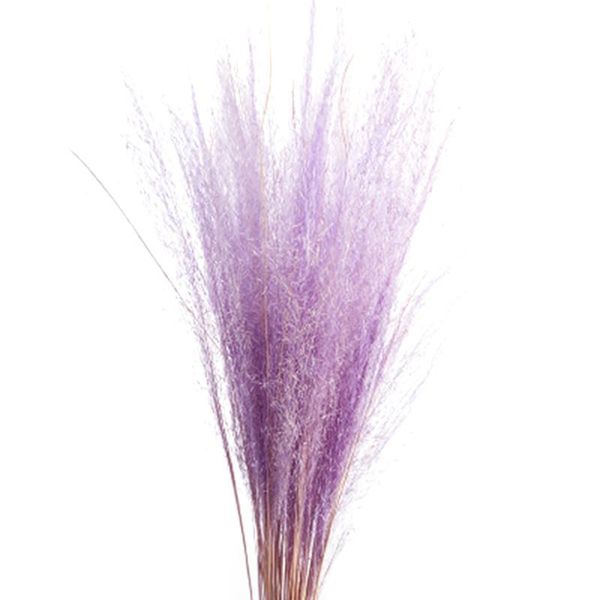 decorative flowers & wreaths 50 stems dry small pampas grass phragmites communis dried bouquet for wedding nds66
decorative flowers & wreaths 50 stems dry small pampas grass phragmites communis dried bouquet for wedding nds66