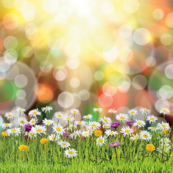 party decoration happy easter backdrop chrysanthemum aperture on the grass pography background family decor po booth studio prop
party decoration happy easter backdrop chrysanthemum aperture on the grass pography background family decor po booth studio prop