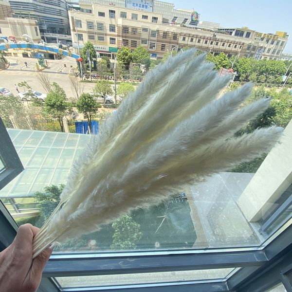 dekoration new natural reed dried flowers pampas grass home wedding decoration european and american style furry dry plants
dekoration new natural reed dried flowers pampas grass home wedding decoration european and american style furry dry plants