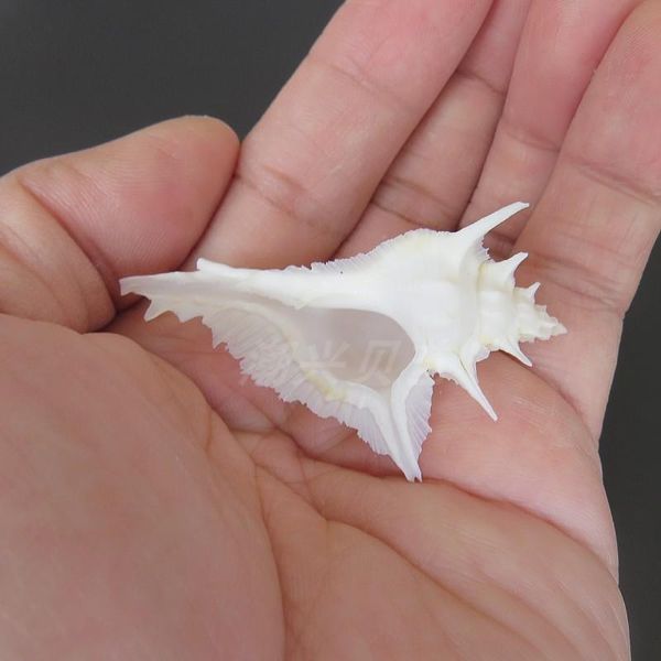 novelty items 1pc natural shell rock collection fish tank conch ocean sea shells wedding decor beach seashells home decorations,
novelty items 1pc natural shell rock collection fish tank conch ocean sea shells wedding decor beach seashells home decorations,