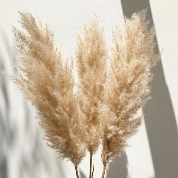 decorative flowers & wreaths 80cm natural big pampas grass fluffy reed dried bouquet large wedding decor home christmas decoration
decorative flowers & wreaths 80cm natural big pampas grass fluffy reed dried bouquet large wedding decor home christmas decoration