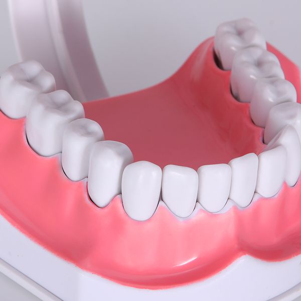 dental teeth model 1 2 tooth model large tooth model school teaching equipment tools large tooth
dental teeth model 1 2 tooth model large tooth model school teaching equipment tools large tooth