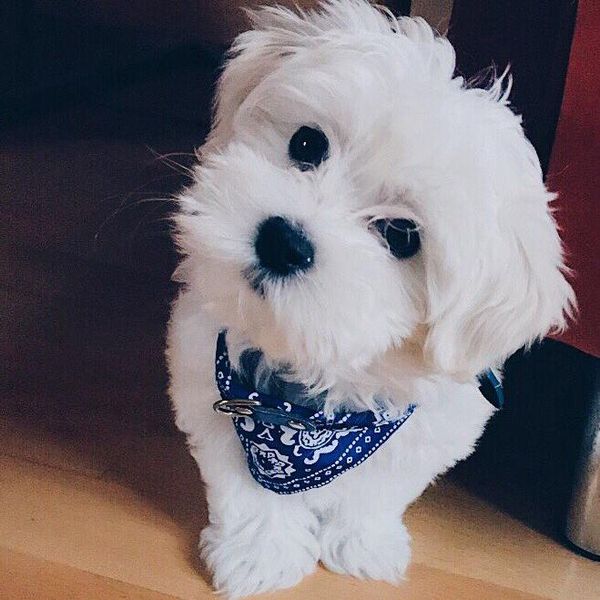 1pc vintage style pet dog collar bandana neckerchief adjustable puppy cat scarf collar puppy pet neck tie accessories
1pc vintage style pet dog collar bandana neckerchief adjustable puppy cat scarf collar puppy pet neck tie accessories