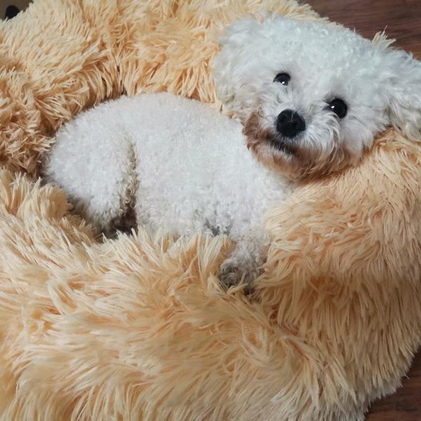 dog houses & kennels accessories warm sleeping mattress for small medium dogs cats pet soft blanket mat bed winter cat supplies
dog houses & kennels accessories warm sleeping mattress for small medium dogs cats pet soft blanket mat bed winter cat supplies