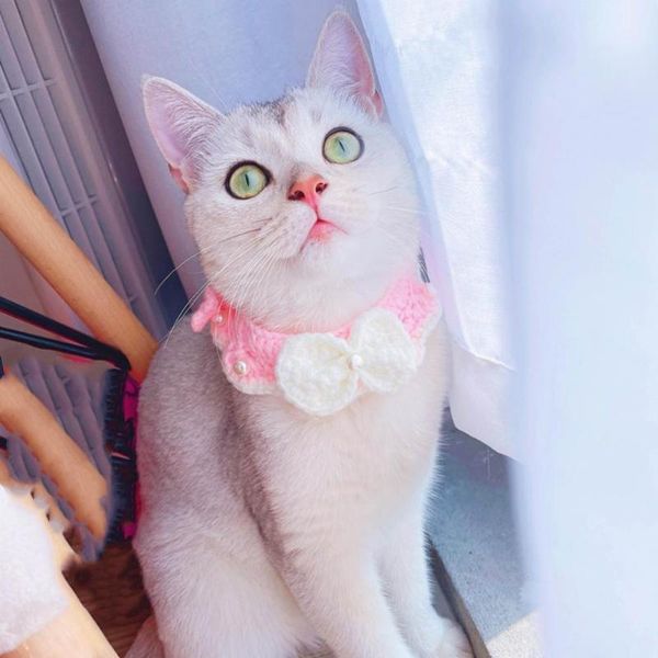 cat collars & leads pet collar faux pearl embellishment knitted cats dogs bib beautiful
cat collars & leads pet collar faux pearl embellishment knitted cats dogs bib beautiful