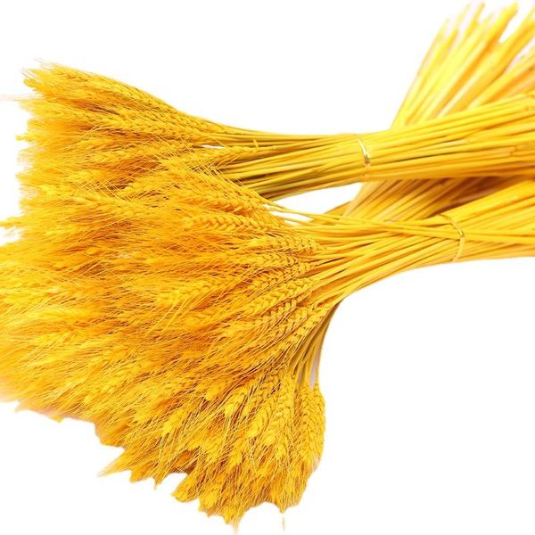 decorative flowers & wreaths 100pcs real wheat natural dried wedding party decoration craft scrapbook diy home bouquet po props
decorative flowers & wreaths 100pcs real wheat natural dried wedding party decoration craft scrapbook diy home bouquet po props