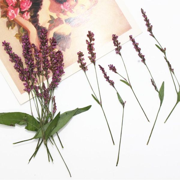 decorative flowers & wreaths 12pcs/lot pressed for resin flat polygonum stem leaf natural dried flower diy epoxy phone case po frame deco na
decorative flowers & wreaths 12pcs/lot pressed for resin flat polygonum stem leaf natural dried flower diy epoxy phone case po frame deco na