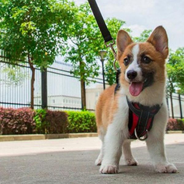 pet dog puppy adjustable harnesses seat belt lead restraint strap car safety with car automotive seat safety belt for dog
pet dog puppy adjustable harnesses seat belt lead restraint strap car safety with car automotive seat safety belt for dog
