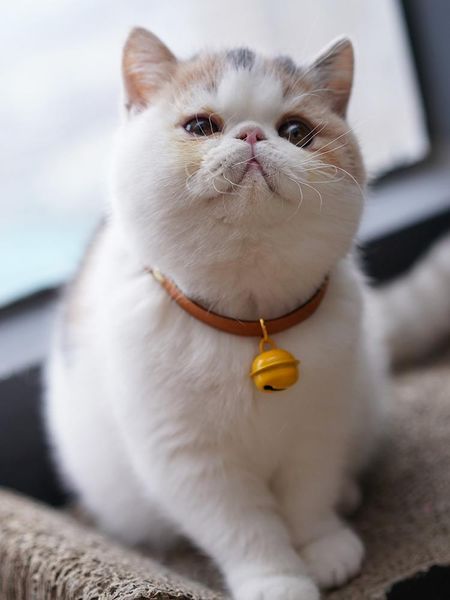 cat costumes bell japanese silent collar accessories adjustable small dog collars garfield cute kitten supplies
cat costumes bell japanese silent collar accessories adjustable small dog collars garfield cute kitten supplies