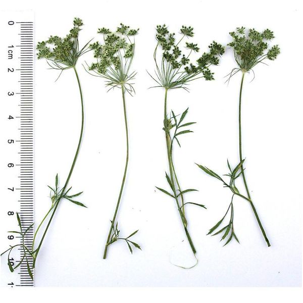 16pcs/6-9cm,pressed natural lace flowers with stem,real leaves diy wedding invitation art bookmark gift card,scented qylgar
16pcs/6-9cm,pressed natural lace flowers with stem,real leaves diy wedding invitation art bookmark gift card,scented qylgar