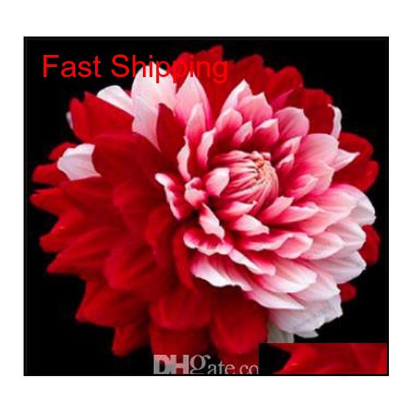 50 pcs multicolor dahlia seeds, dahlia flower, bonsai flower for home garden plant pot high qyllxl new_dhbest
50 pcs multicolor dahlia seeds, dahlia flower, bonsai flower for home garden plant pot high qyllxl new_dhbest